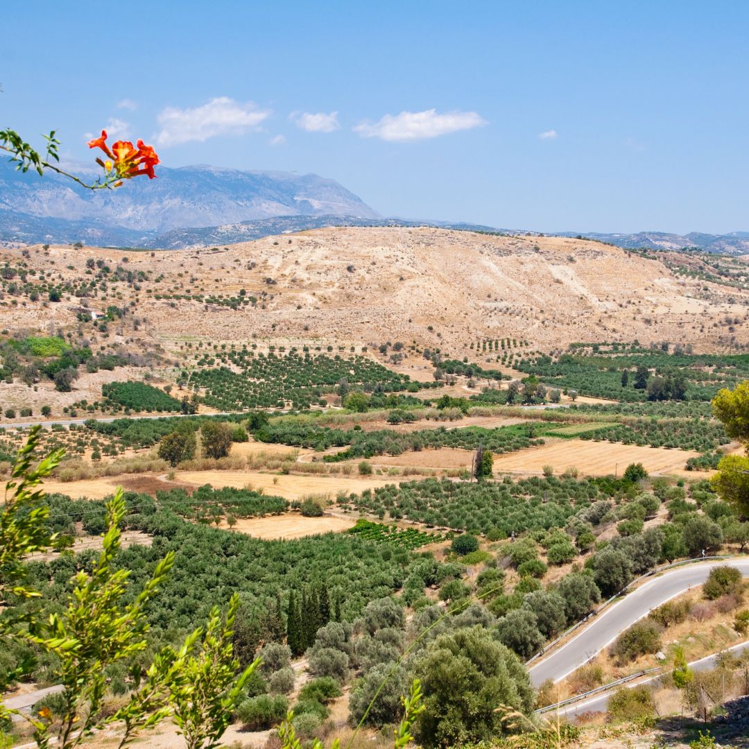 Olivenhaine, Kreta