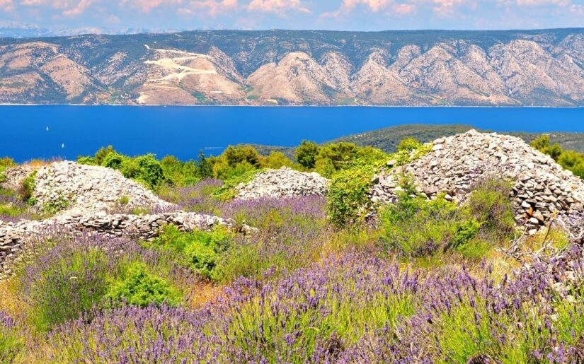 Lavendelfeld Insel Hvar