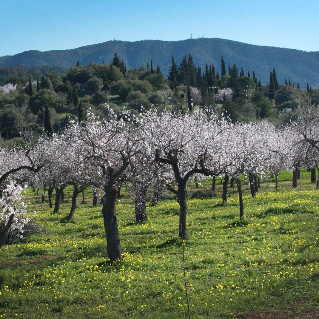 Mandelblüte Mallorca