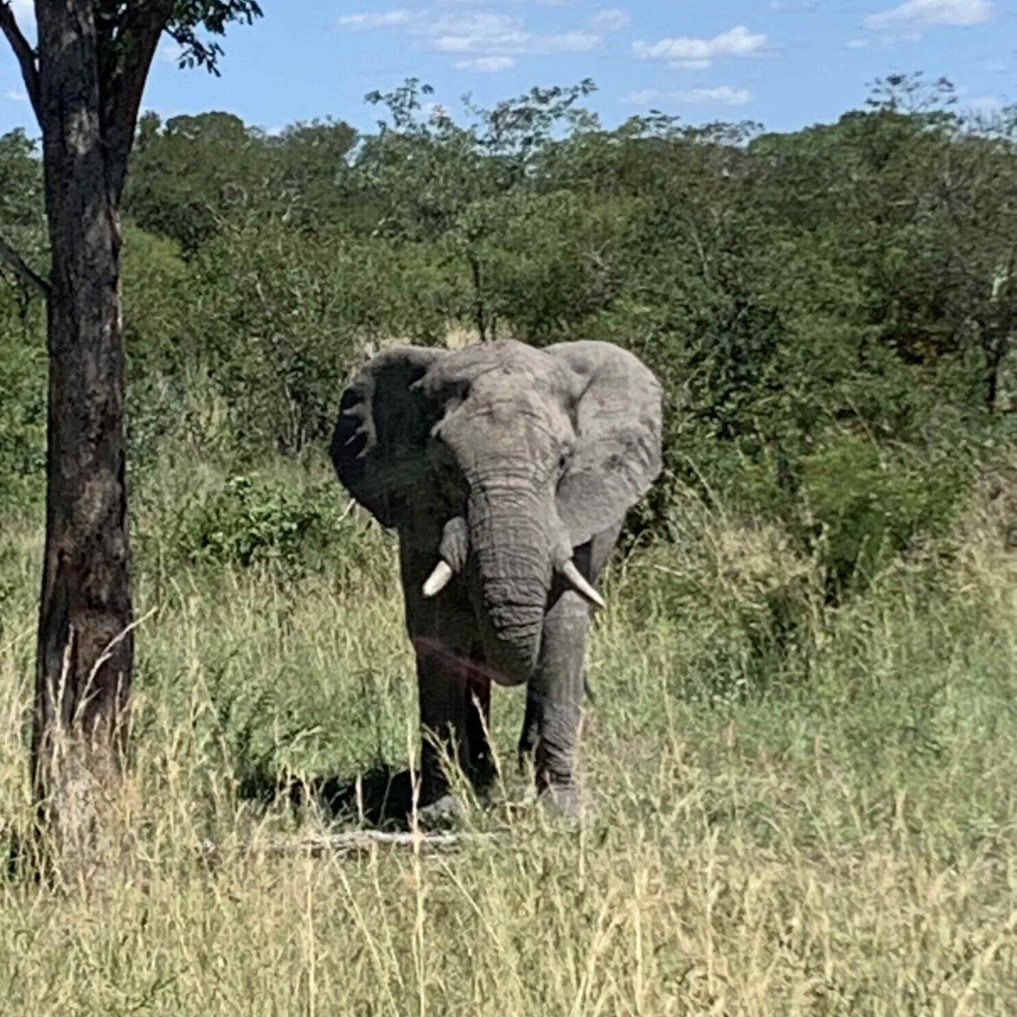 Elefant auf der Safari