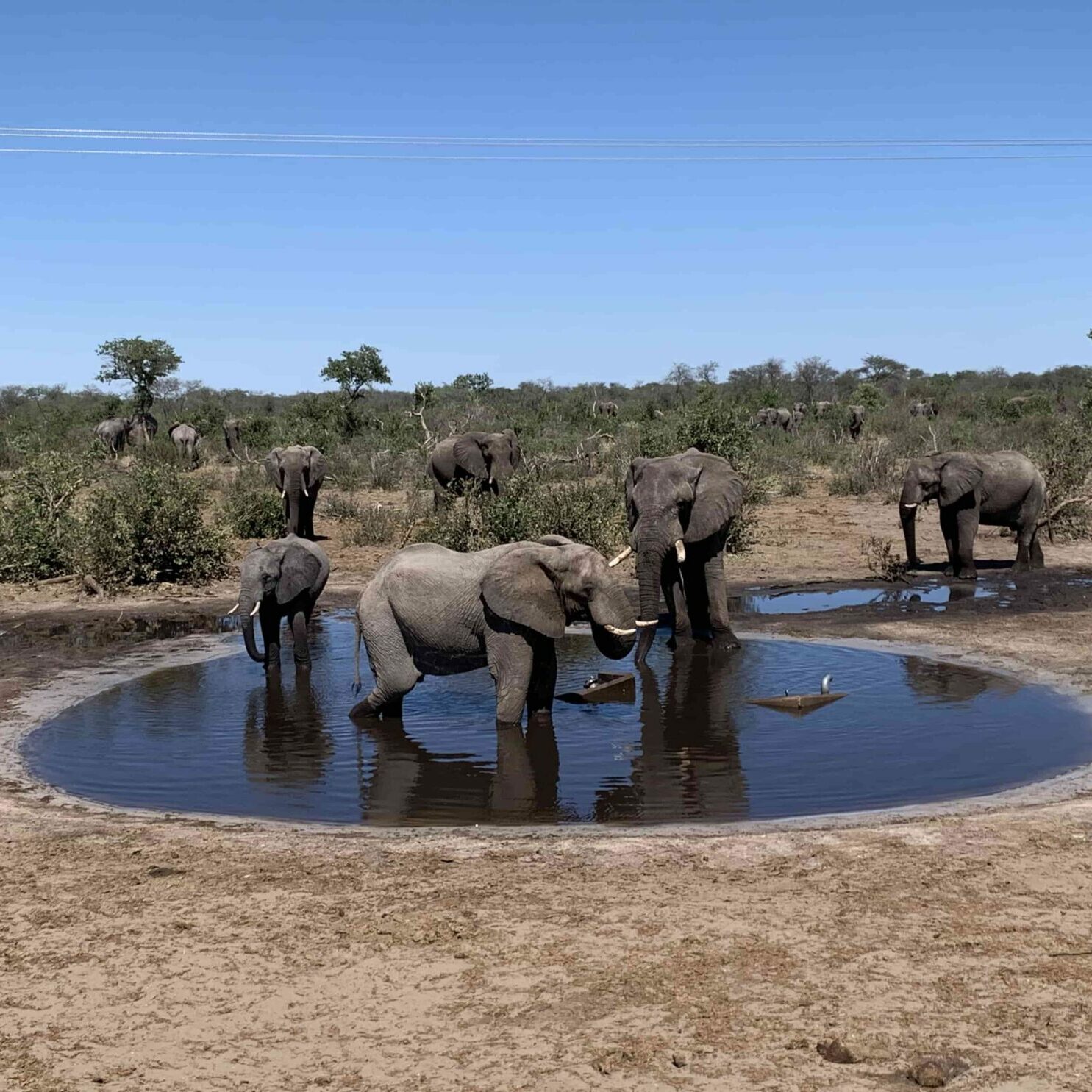 Elefantenherde in Botswana