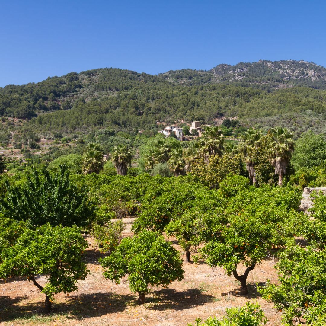 Orangenplantage in Fornaltux, Mallorca