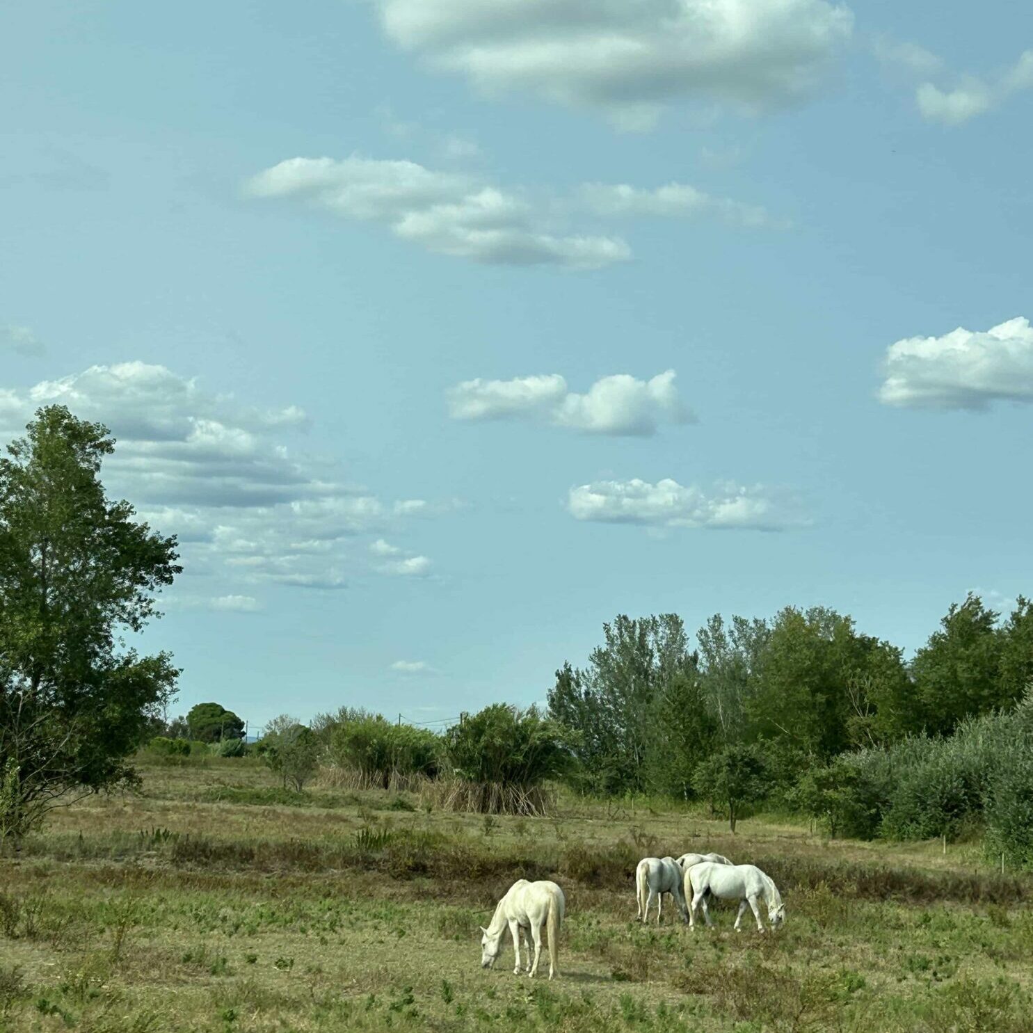 Pferde und Natur in Frankreich