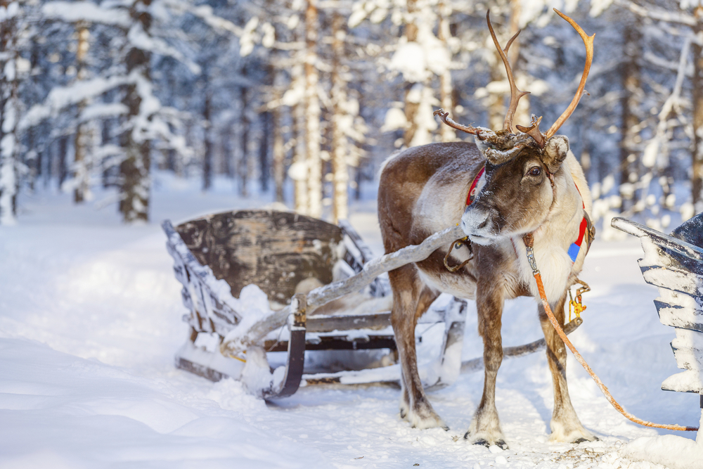 Rentiere in einem Winterwald auf Finnisch-Lappland