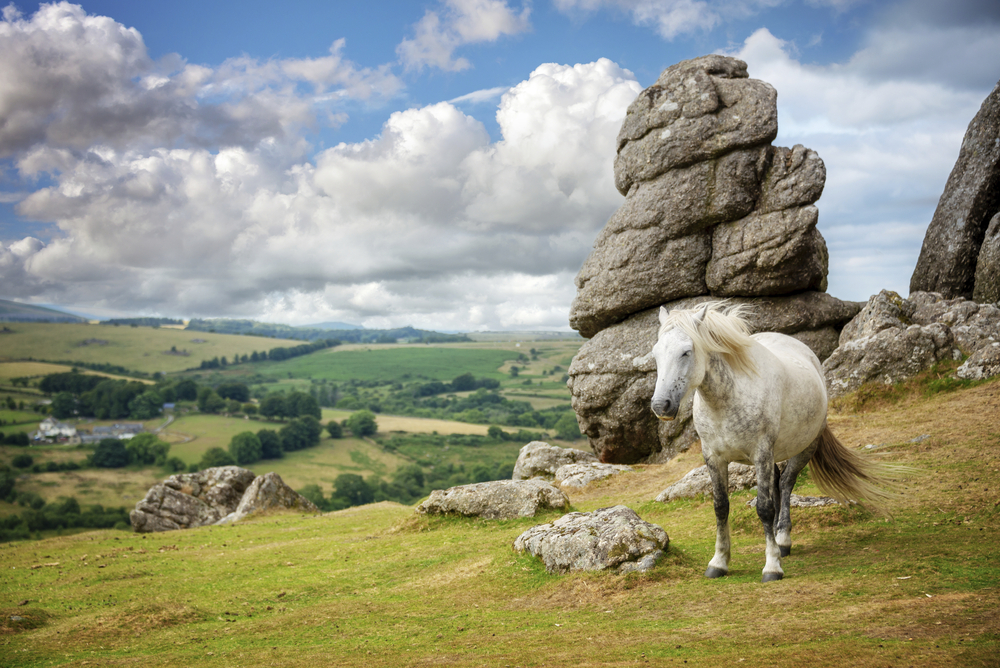 Dartmoor Pony Saddle Tor