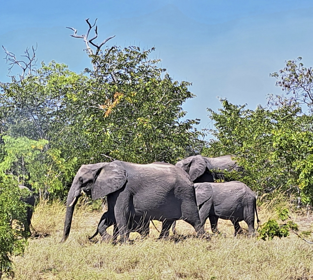 Etosha Nationalpark, Namibia