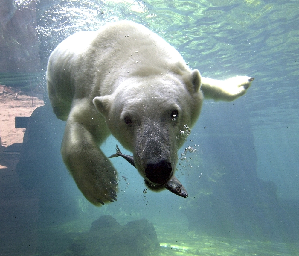 Eisbär Lloyd Zoo am Meer Bremerhaven