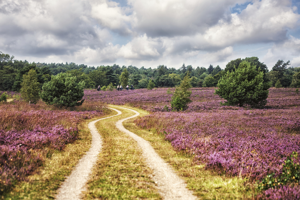 Lüneburger Heide